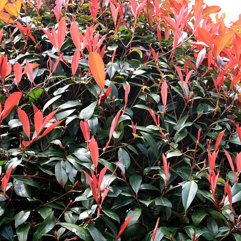Photinia x fraseri