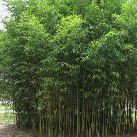 Phyllostachys aurea