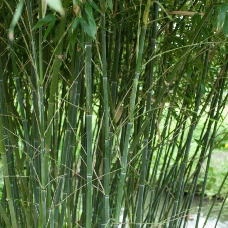 Phyllostachys bissetii