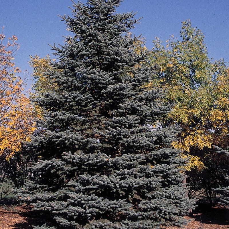 Buy Cedrus atlantica 'Horstmann' Blue Atlas Cedar — Mr Maple