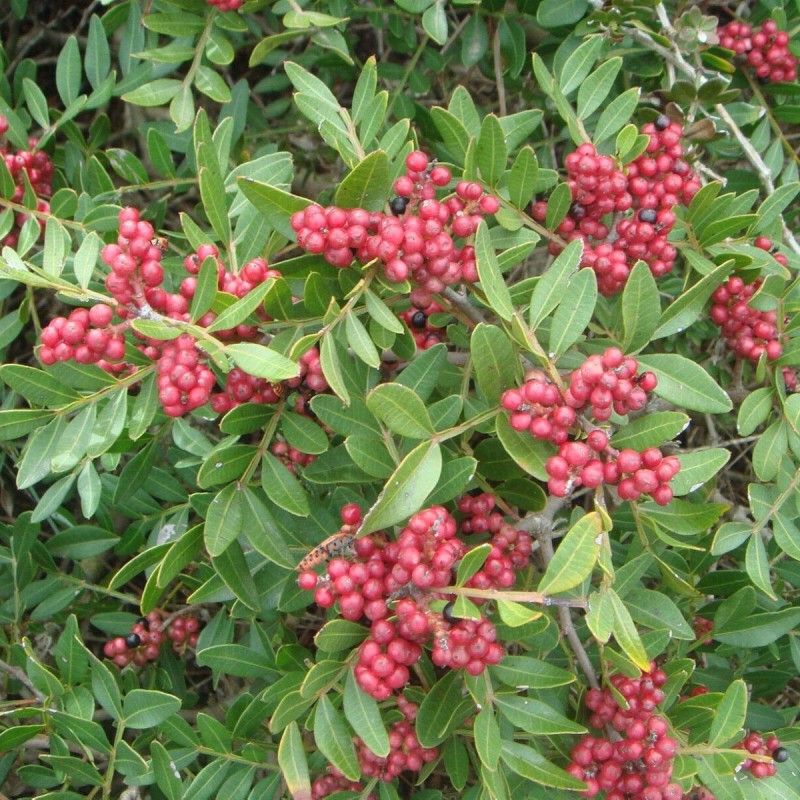 Pistacia lentiscus