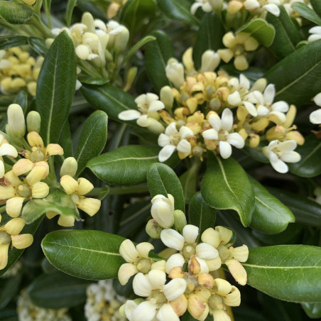Pittosporum tobira