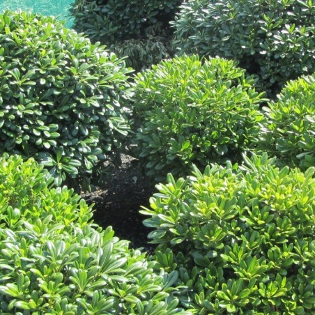Pittosporum tobira 'Nana'
