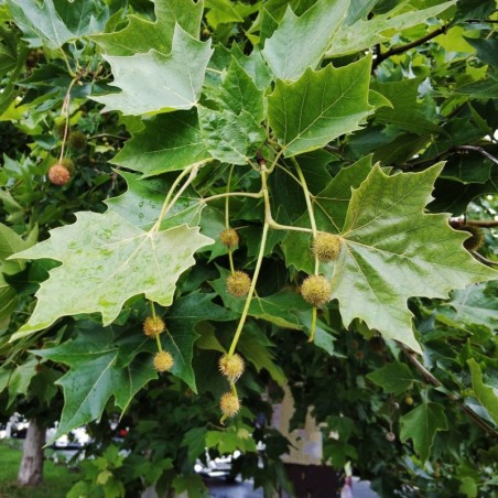 Platanus x hybrida