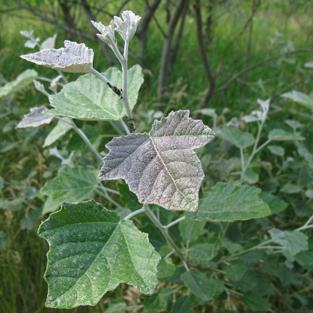 Populus alba