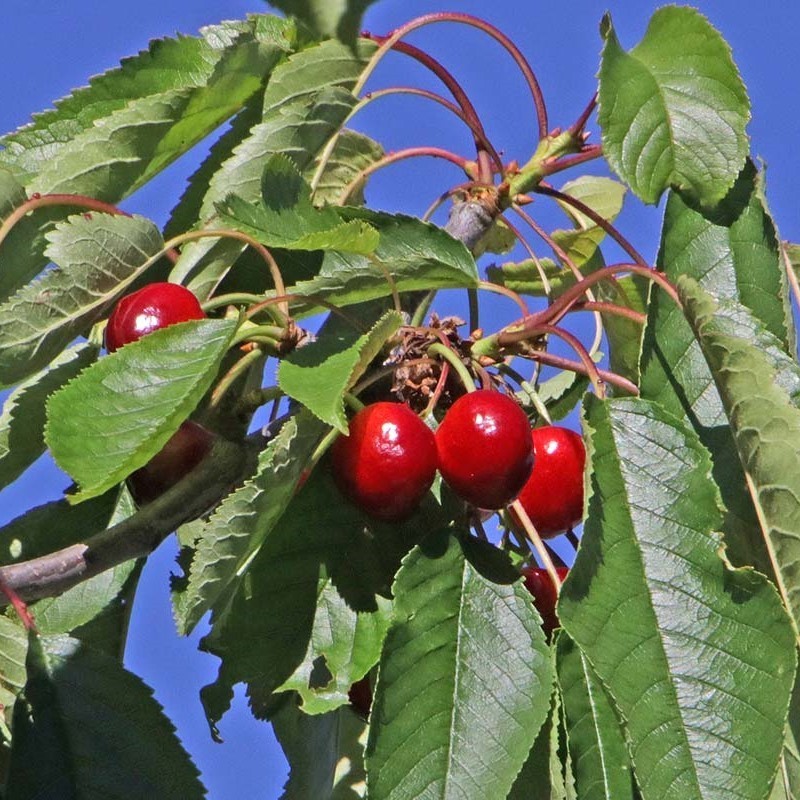 Prunus avium