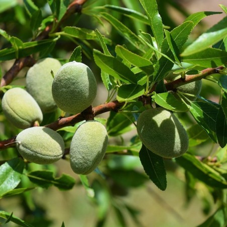 Prunus dulcis