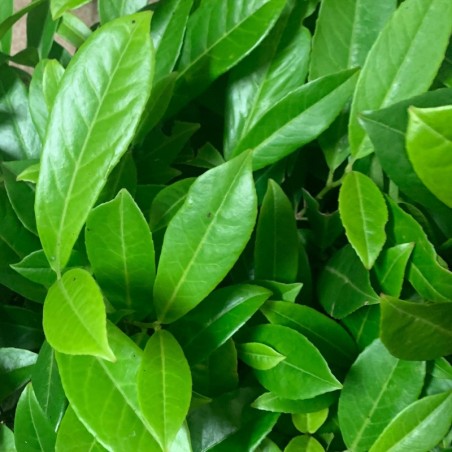 Prunus laurocerasus