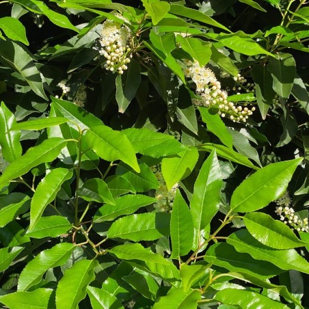 Prunus lusitanica