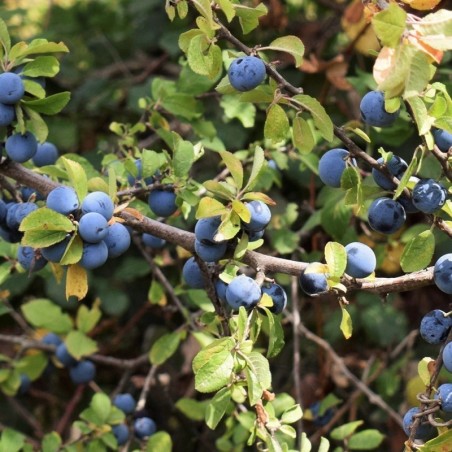 Prunus spinosa