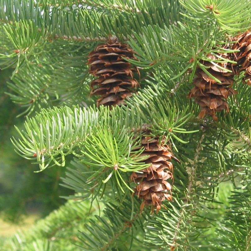 Pseudotsuga menziesii