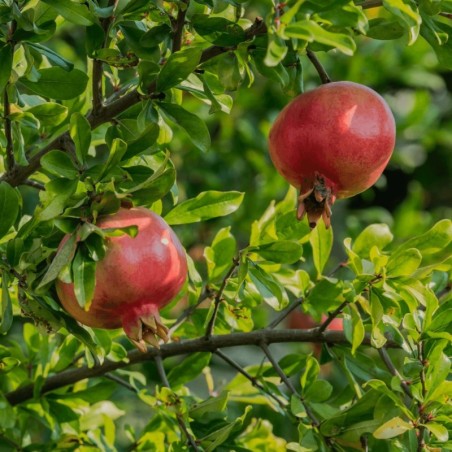 Punica granatum