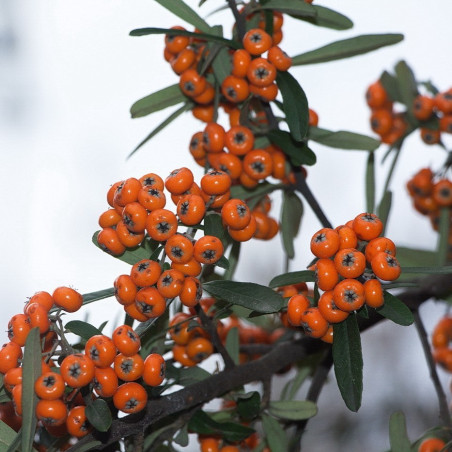 Pyracantha angustifolia