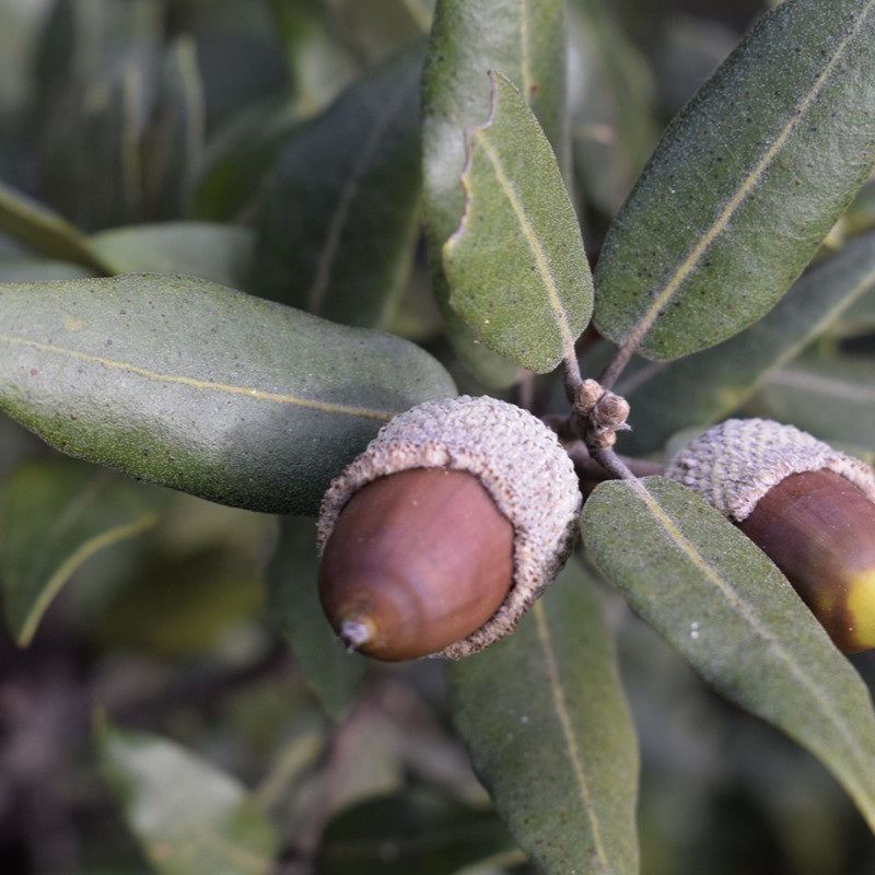 Quercus ilex