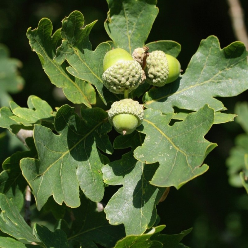 Quercus robur