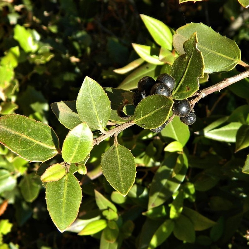 Rhamnus alaternus