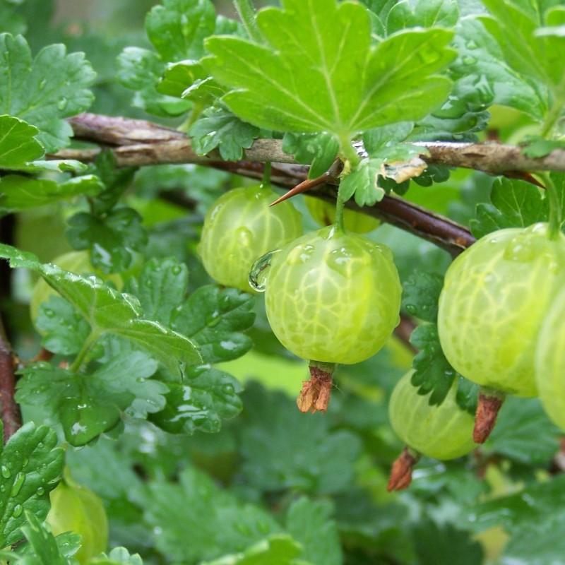 Ribes uva-crispa