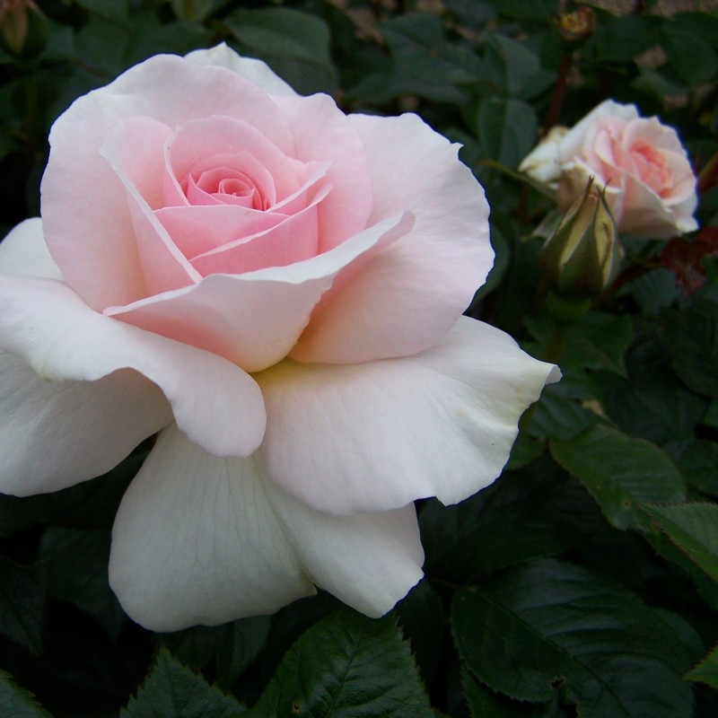 Rosa 'Hybrid Tea'