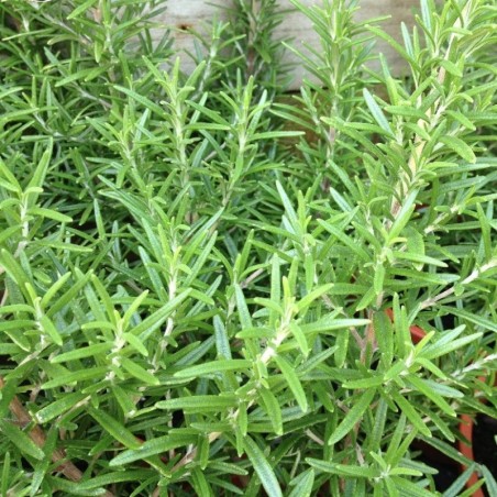 Rosmarinus officinalis