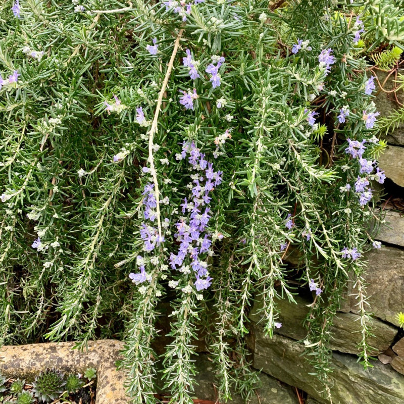 Rosmarinus officinalis 'Prostratus'