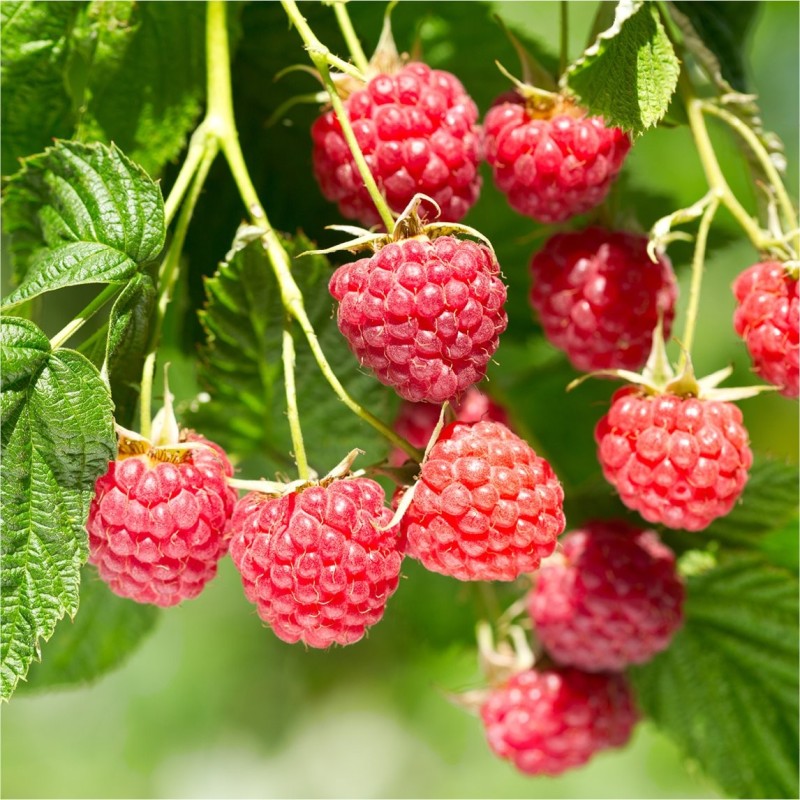 Rubus idaeus