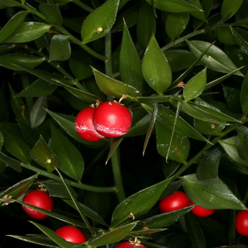 Ruscus aculeatus