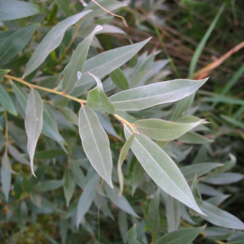 Salix alba