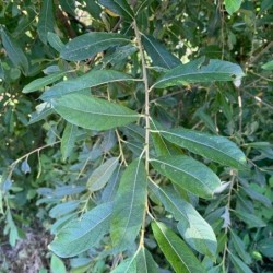 Salix atrocinerea