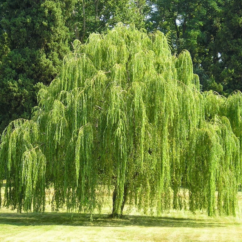 Salix babylonica