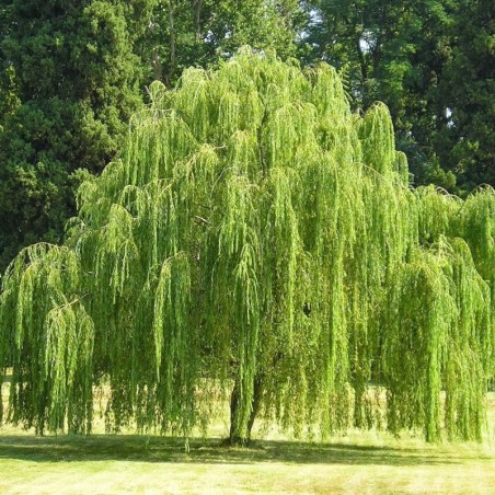 Salix babylonica