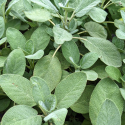 Salvia officinalis