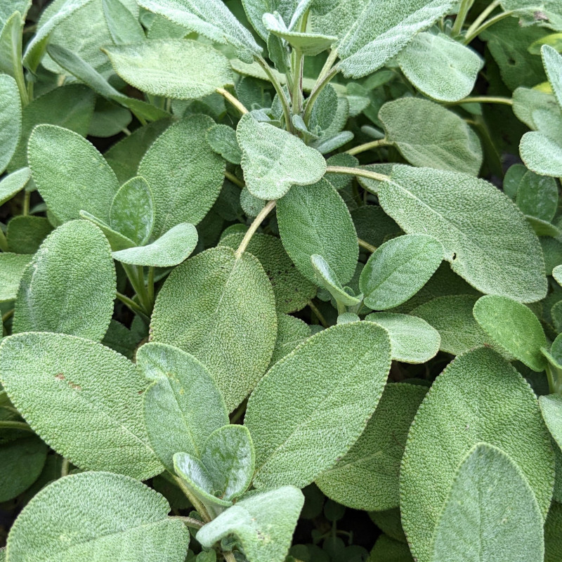 Salvia officinalis