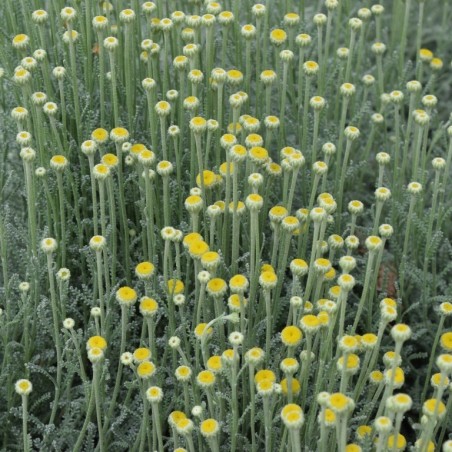 Santolina chamaecyparissus