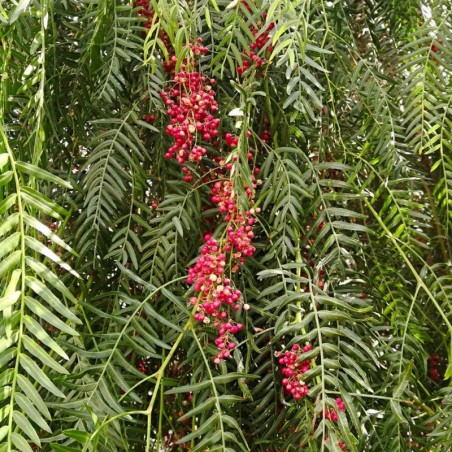 Schinus molle