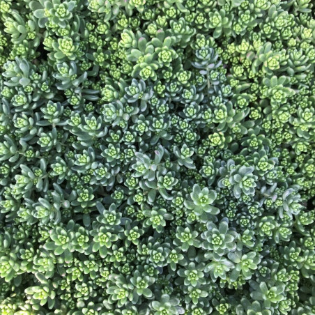 Sedum album