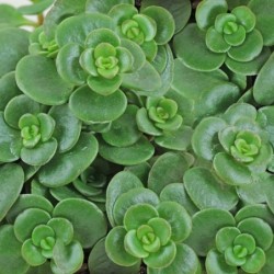 Sedum makinoi