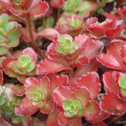Sedum spurium