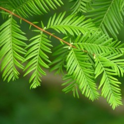 Sequoia sempervirens