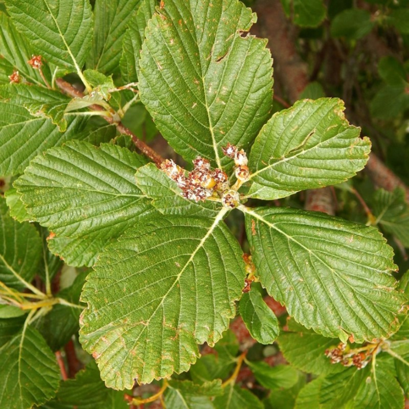 Sorbus aria