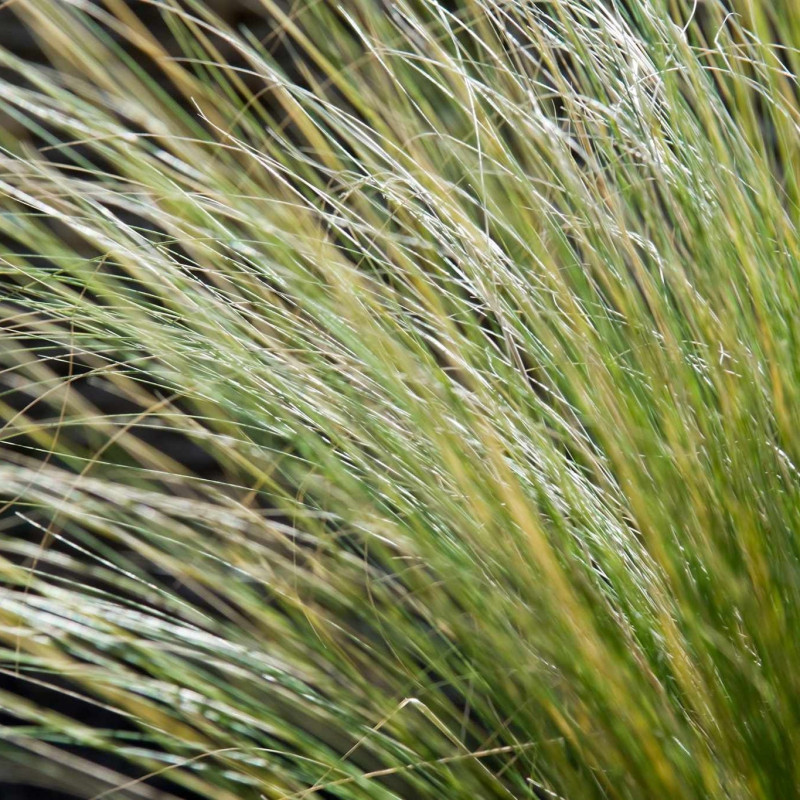 Stipa tenuissima