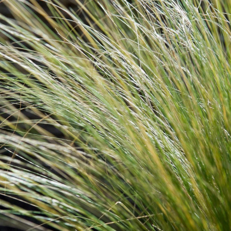 Stipa tenuissima