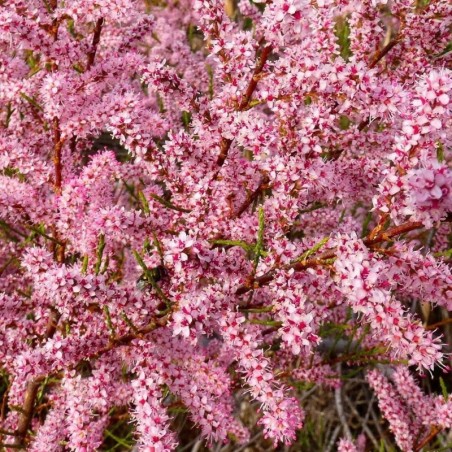 Tamarix gallica