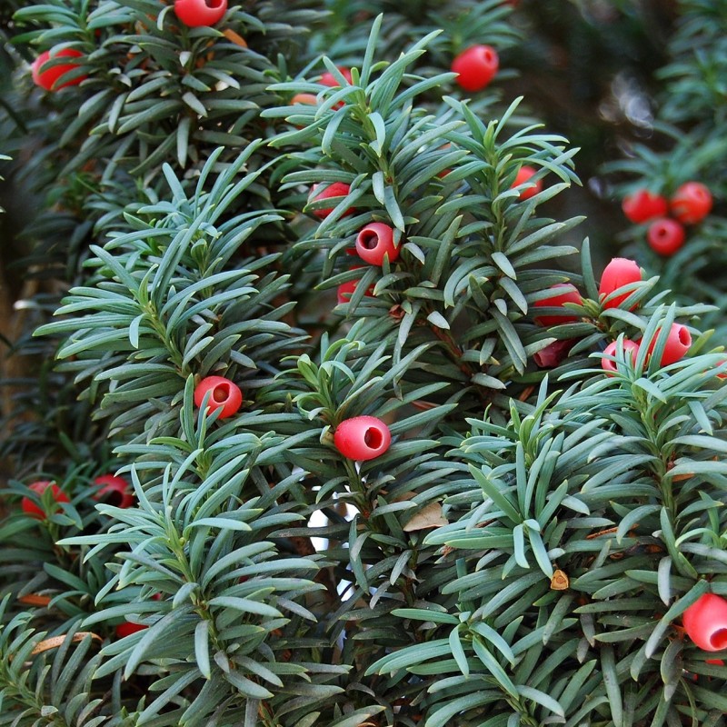 Taxus baccata