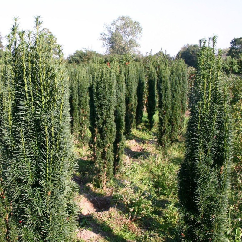 Taxus baccata 'Fastigiata'