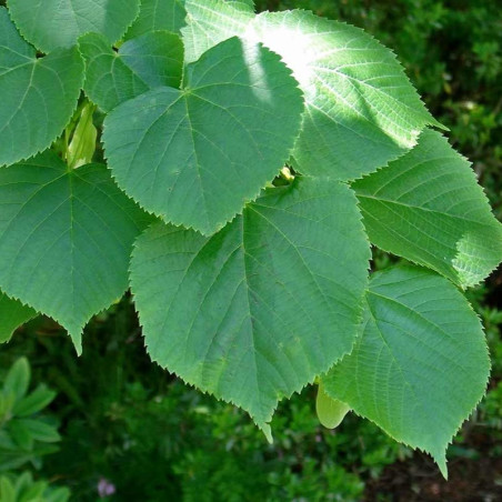 Tilia platyphyllos