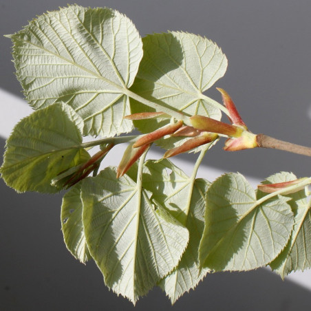 Tilia tomentosa