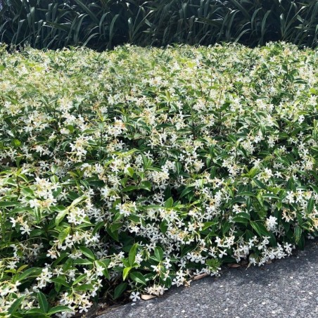 Trachelospermum jasminoides