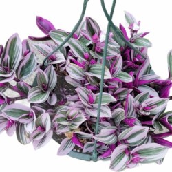 Tradescantia cerinthoides 'Nanouk'