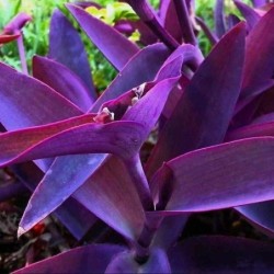 Tradescantia pallida