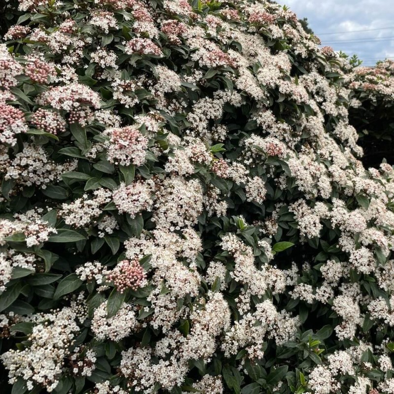 Viburnum tinus